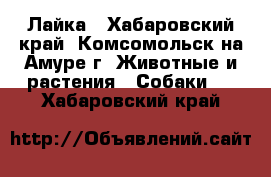 Лайка - Хабаровский край, Комсомольск-на-Амуре г. Животные и растения » Собаки   . Хабаровский край